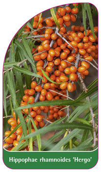 Hippophae rhamnoides 'Hergo'