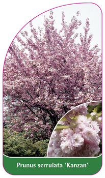 Prunus serrulata 'Kanzan'