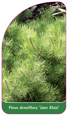 Pinus densiflora 'Jane Kluis'