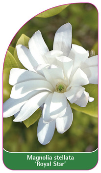 Magnolia stellata 'Royal Star'