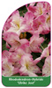 Rhododendron-Hybride 'Ulrike Jost'