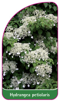 Hydrangea petiolaris