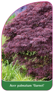 Acer palmatum 'Garnet'