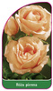 Róza pienna Nr. 68