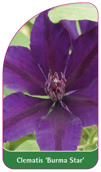 Clematis 'Burma Star'
