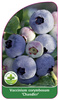 Vaccinium corymbosum 'Chandler'