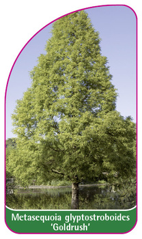 Metasequoia glyptostroboides 'Goldrush'