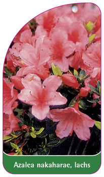 Azalea nakaharae, lachs