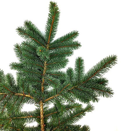 Gałązka świerka srebrna żywa do 40cm