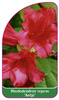 Rhododendron repens 'Antje'