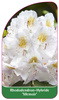 Rhododendron-Hybride 'Memoir'