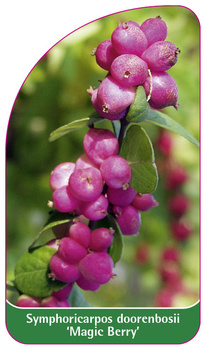 Symphoricarpos doorenbosii 'Magic Berry'