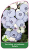 Vaccinium corymbosum 'Polaris'