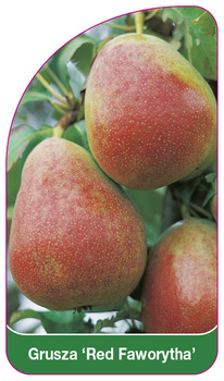 Grusza 'Red Faworytha'