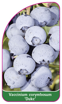 Vaccinium corymbosum "Duke