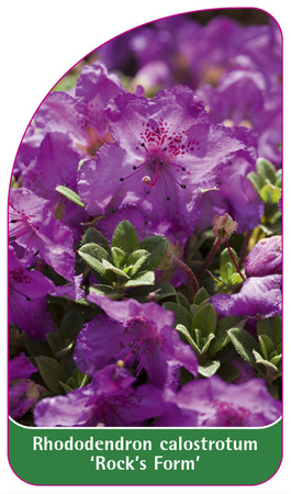Rhododendron calostrotum ,Rock's Form'