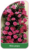 Urcarea trandafirului Nr. 321