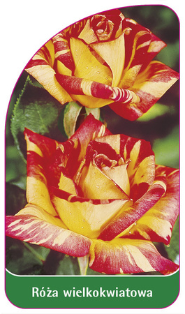 Róza wielkokwiatowa Nr. 207