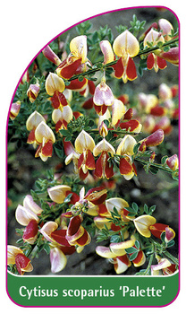 Cytisus scoparius 'Palette'