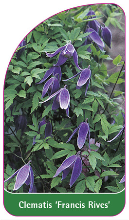 Clematis 'Francis Rives'