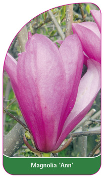 Magnolia 'Ann'