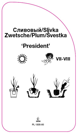 Švestka 'President'