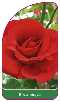 Róza pnąca Nr. 329