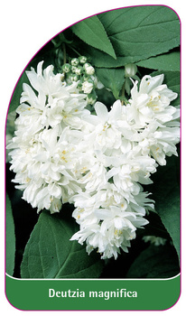 Deutzia magnifica