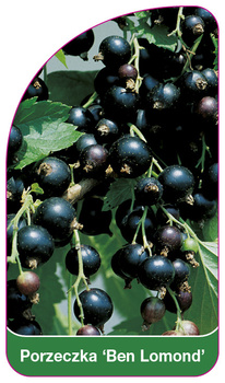 Porzeczka 'Ben Lomond'