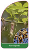 Acer negundo