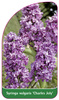 Syringa vulgaris 'Charles Joly'