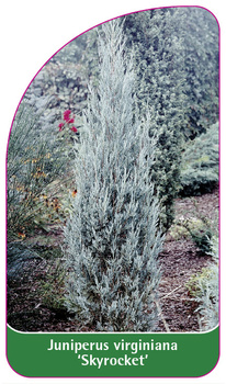 Juniperus virginiana 'Skyrocket'