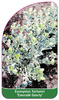 Euonymus fortunei 'Emerald Gaiety'