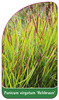 Panicum virgatum 'Rehbraun'