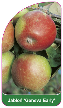 Jabloň 'Geneva Early'