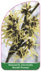 Hamamelis intermedia 'Arnold Promise'