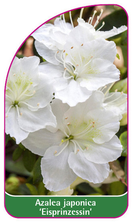 Azalea japonica 'Eisprinzessin'