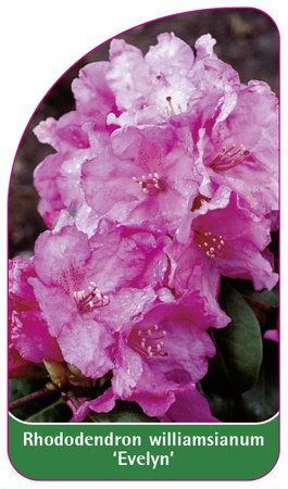 Rhododendron williamsianum 'Evelyn'