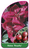 Malus 'Royalty'