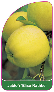Jabłoń 'Elise Rathke'