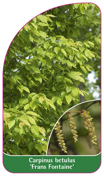 Carpinus betulus 'Frans Fontaine'