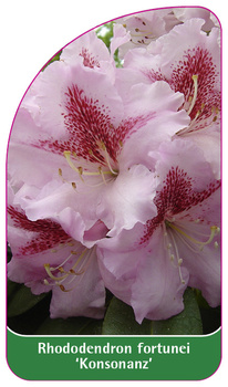 Rhododendron fortunei 'Konsonanz'