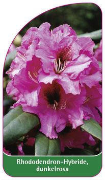 Rhododendron-Hybride, dunkelrosa