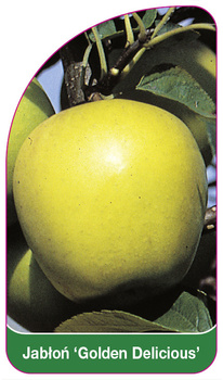 Jabłoń 'Golden Delicious'
