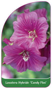 Lavatera Hybride 'Candy Flos'