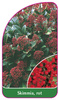 Skimmia, rot
