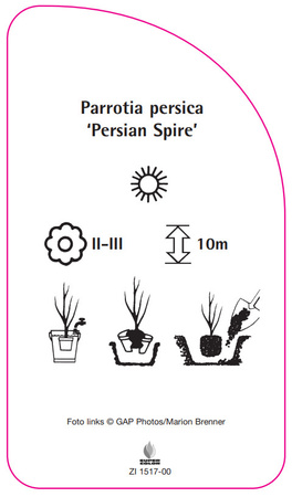 Parrotia persica PERSIAN SPIRE '