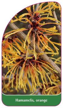 Hamamelis orange'