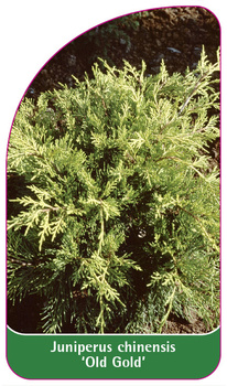 Juniperus chinensis 'Old Gold'