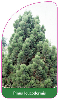 Pinus leucodermis